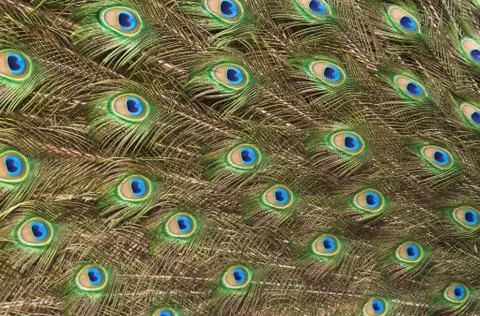 Background with patterns made of peacock feather Stock Photos