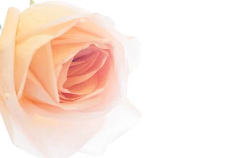 Background with a peach rose Stock Photos