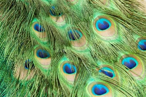 Background peacock Stock Photos