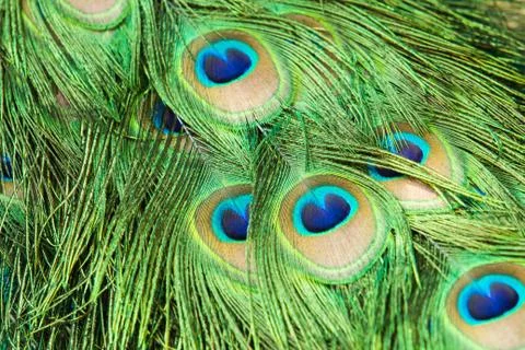 Background peacock Stock Photos