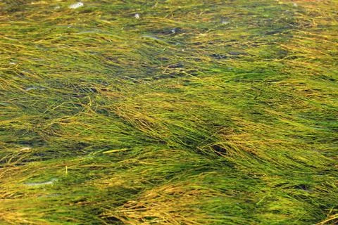 Background of the peacock's tail algae Stock Photos
