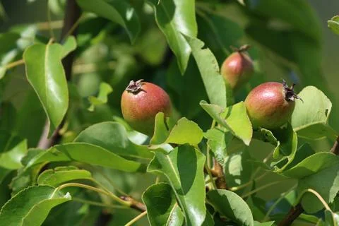 Background of pears on tree. Stock Photos