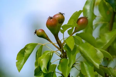Background of pears on tree. Stock Photos