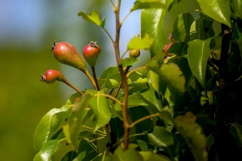 Background of pears on tree. Stock Photos