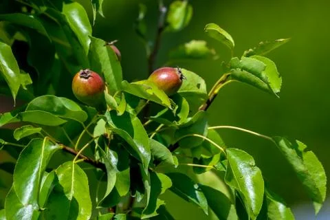 Background of pears on tree. Stock Photos
