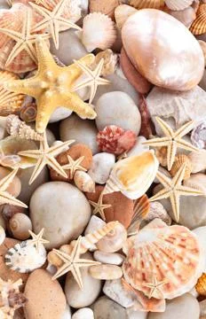 Background of   pebbles,  different shells and starfishes. Stock Photos