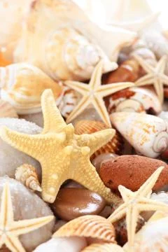 Background of   pebbles,  different shells and starfishes. Stock Photos