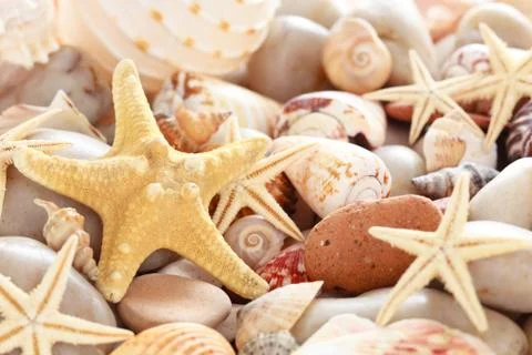 Background of   pebbles,  different shells and starfishes. Stock Photos
