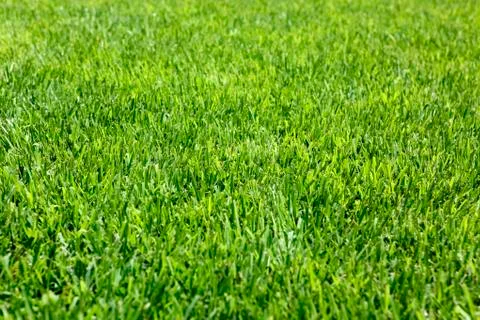 Background of Perfect Cut Green Grass Stock Photos