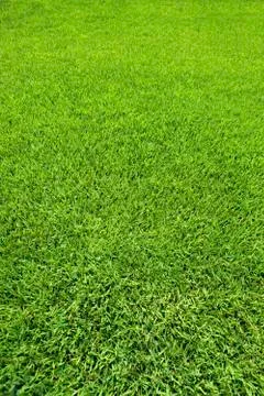 Background of Perfect Cut Green Grass Stock Photos
