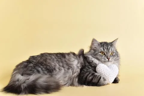 Background with a pet. A postcard with a gray fluffy cat for Valentine's Day. Stock Photos