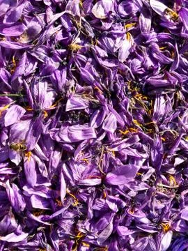 Background of petals of crocus, saffron. Stock Photos