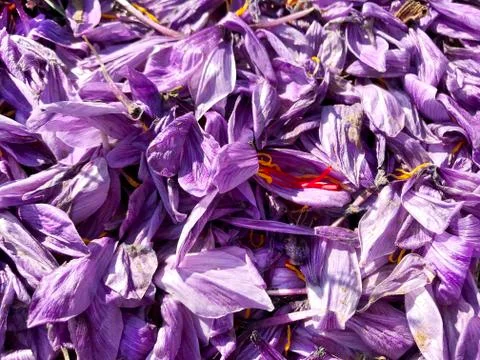 Background of petals of crocus, saffron. Stock Photos