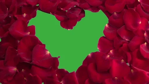 Background from petals of red roses. Chroma key Vídeo Stock 74640593