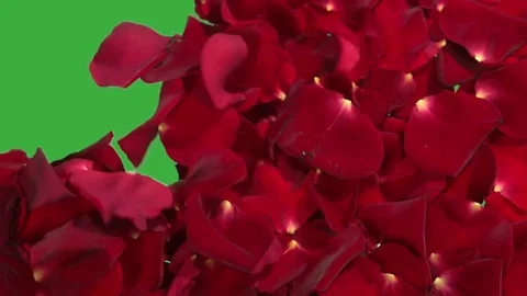 Background from petals of red roses. Chroma key Video stock 75481087