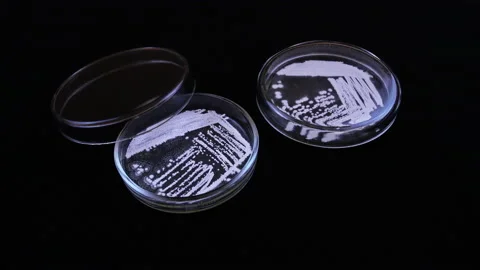 Background PetriDish Stock Footage 94684589