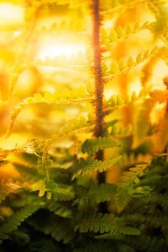 Background Stock Photos