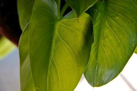 Background Fotos de archivo