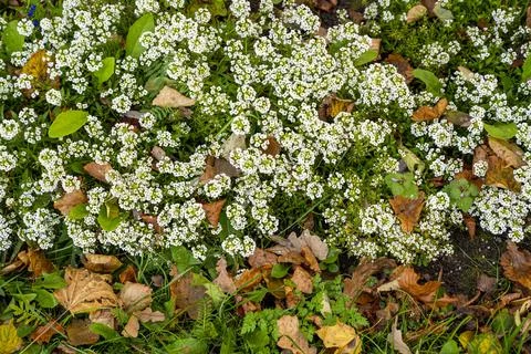 Background Foto stock