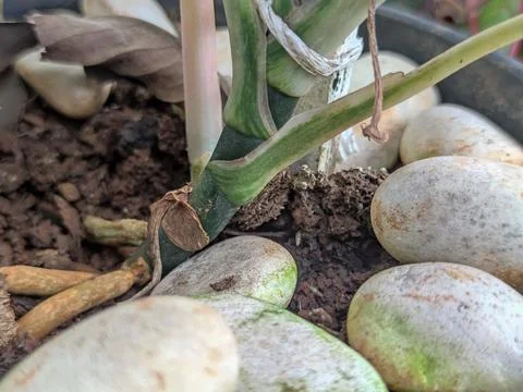 Background Stock Photos