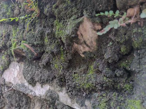 Background Stock Photos