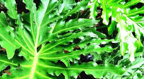 Background Stock Photos