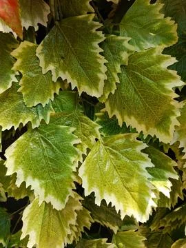 Background Stock Photos