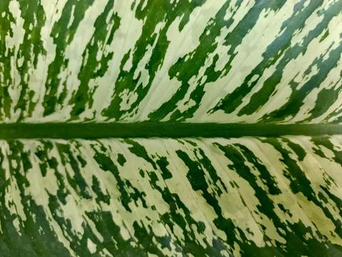 Background Stock Photos