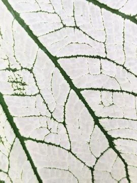 Background Stock Photos