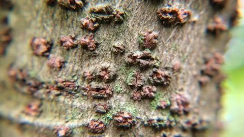 Background photo texture tree dots spots wood Stock Photos