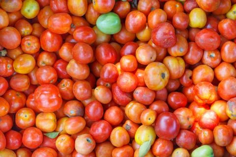 Background from picked tomatoes Stock Photos