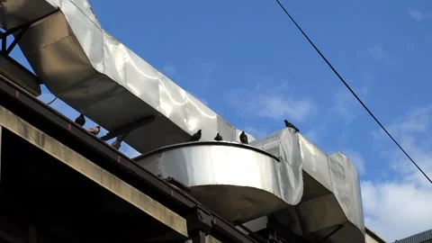 In the background, pigeons are sitting on a ventilation pipe. street birds Stock Footage 278664895