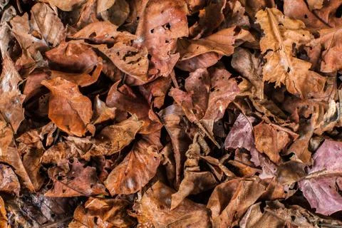 Background of a pile of leaves Stock Photos