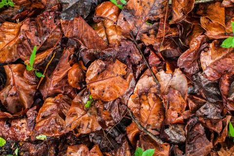 Background of a pile of leaves Stock Photos