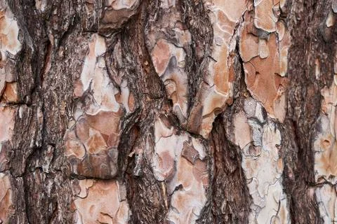 Background of pine bark, close-up Stock Photos