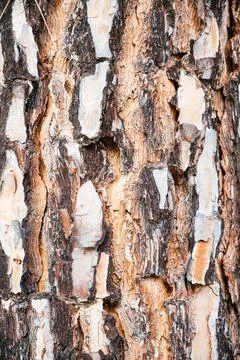 Background of a pine bark. Image ofa tree bark texture Stock Photos