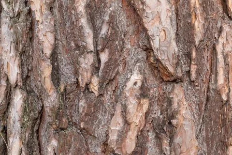 Background. Pine bark. Stock Photos