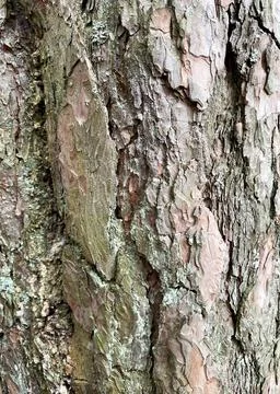 Background of pine bark. Pine bark close-up. The texture of the tree bark Stock Photos