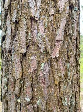 Background of pine bark. Pine bark close-up. The texture of the tree bark Stock Photos