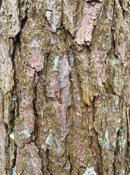 Background of pine bark. Pine bark close-up. The texture of the tree bark Stock Photos