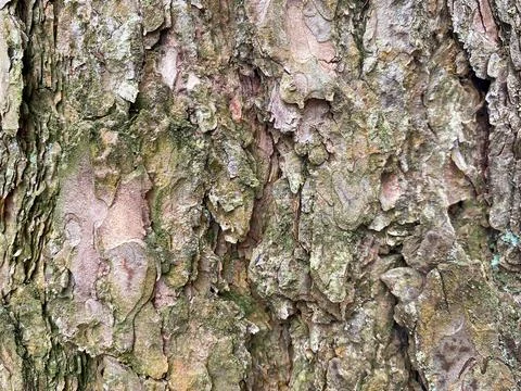 Background of pine bark. Pine bark close-up. Tree bark texture Stock Photos