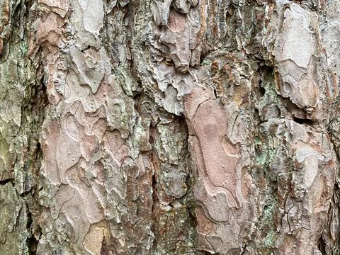 Background of pine bark. Pine bark close-up. Tree bark texture Stock Photos