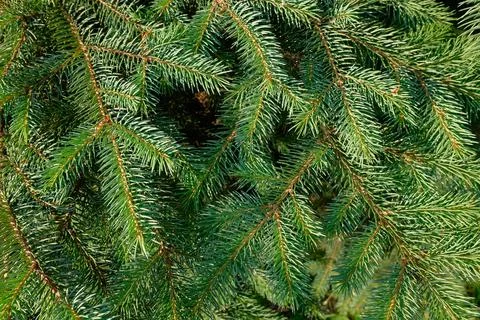 Background from pine branches close-up Stock Photos
