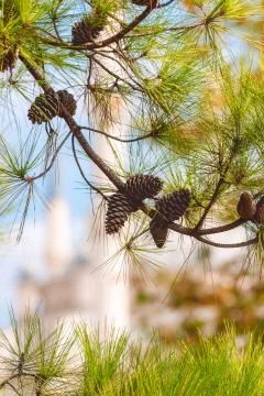 Background of pine branches with cones Stock Photos