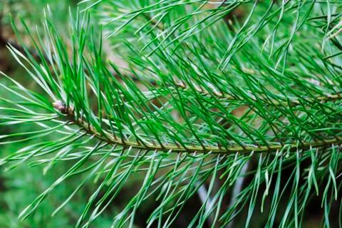 Background of pine branches Foto stock