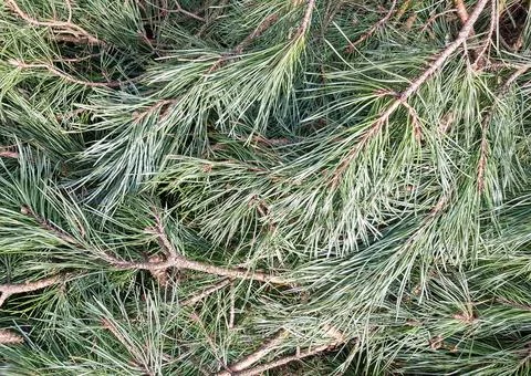 Background of pine branches. Texture of pine branches Stock Photos
