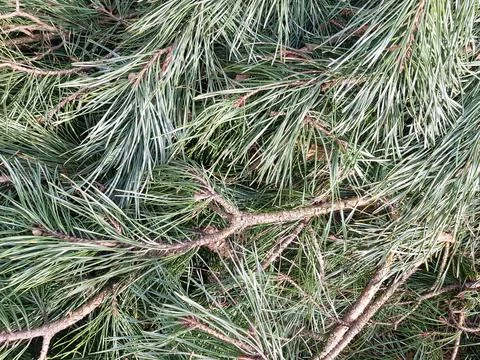 Background of pine branches. Texture of pine branches Stock Photos