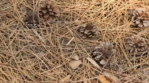 Background of pine cones and needles on the ground in a pine forest Stock Footage 120702336