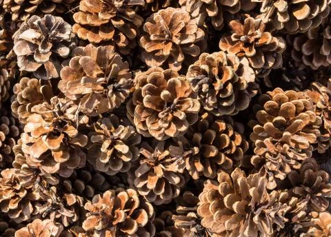 Background of pine cones Stock Photos