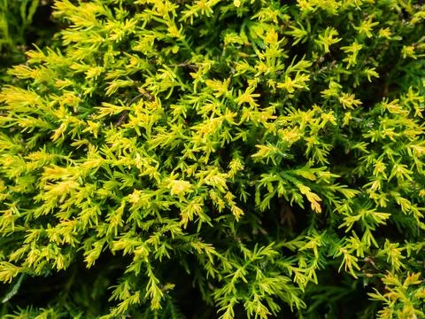 Background from pine needles. Botany. Needles instead of leaves. Lots of co.. Stock Photos